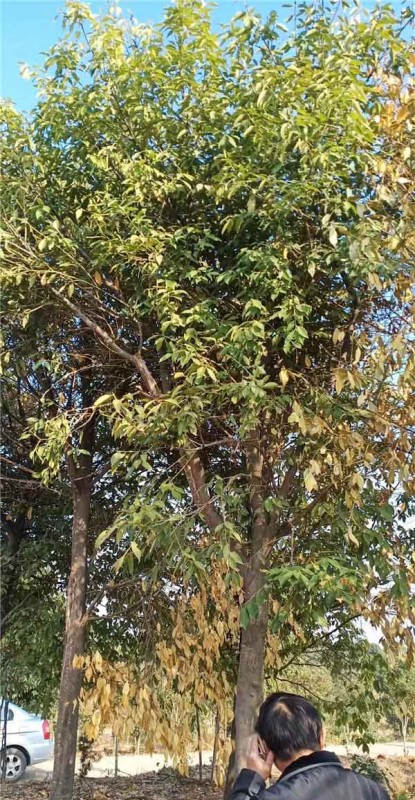 紅果冬青